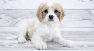 Cavachon The Cavalier King Charles Bichon Frise Mix