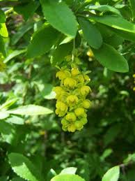 Image result for Berberis