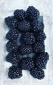 Check spelling or type a new query. Blackberry Global Plant Genetics