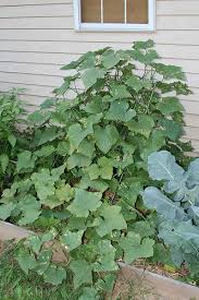 Our four easy steps to successfully fertilizing plants will show you how easy and important it is to feed your soil. Untitled Document