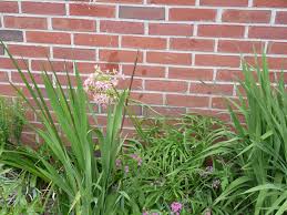 Image result for Pelargonium luridum