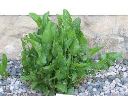 Remember that only the rhubarb stalks are edible, so cut off the rhubarb . Horseradish Prairie Gardens