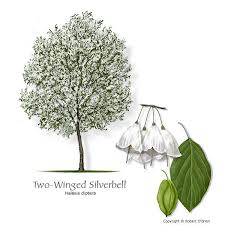 Use this key to identify these trees. Texas Tree Selector Tree Description Texas Trees Fast Growing Trees Tree