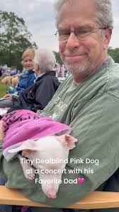 I'm changing the name of Piglet's page to , I love my dogs so much. , And  every day I'm going to post a reason why. , Tonight we went to an outdoor  concert. Piggy was with his favorite person. ...