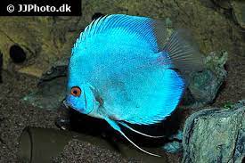 I bred thousands of this strain and sold to wholesale and retail pet stores throughout the united states, mexico, and canada in the late 80's. Discus Fish Care Size Life Span Tank Mates Breeding