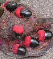 Image result for Xylopia katangensis