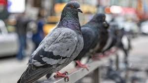 How Pigeons Impact Public Health: Risks & Prevention Tips | Aster Hospitals