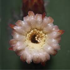 Image result for Lophocereus marginatus