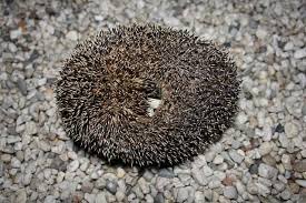 Füttern ist keine frage mehr von ja oder nein, sondern wann und wie. Igel Im Garten Tipps Zur Futterung Und Igelpflege Pflanzkubel Blog Von Ae Trade