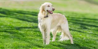 Check spelling or type a new query. Dog Fences Electronic Fences For Dogs Wireless Dog Fence