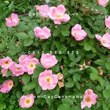 Kết quả hình ảnh cho hình ảnh hoa hồng