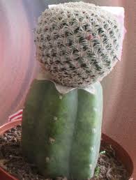 Los cactus tropicales regularmente aguantan mejor la sombra que los cactus desérticos. Nagjher Cactus Y Suculentas