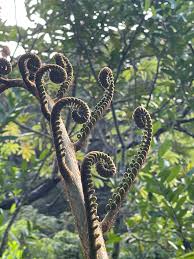 Image result for Marattiaceae