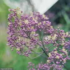 Image result for Thalictrum
