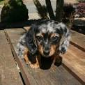 Miniature Dachshund Puppies for Sale | Dapple Doxie