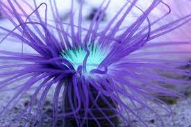 Sea Anemone Sea Anemone Anemone Ocean Creatures