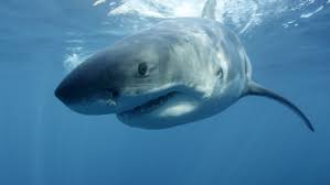 It's easy to understand why discovery chose megalodon to kick off this year's shark week, though. When Wildlife Documentaries Jump The Shark Npr
