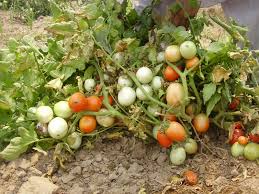 Tomato In Pakistan Agrihunt