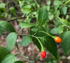 Image result for Capsicum annuum
