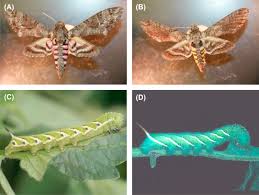 We're one of the few companies licensed in. Lepidopterous Pests Biology Ecology And Management Sciencedirect
