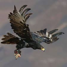 Birds Of Prey Full Movie Free Reddit Pin On Eagle Things