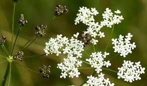 Health Benefits And Side Effects Of Herb Anise Pimpinella Anisum And The Modern And Traditional Uses Of Its Seeds And Essenti Anise Seed Herbs Culinary Herbs