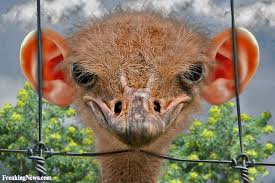 Especially cats and dogs are counted as well, there are some smart people out there having perfect sense of humor. New Hilarious Photoshop Battle Puts Human Ears Onto Animals I Can Has Cheezburger