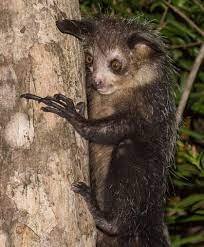 12 Incredible Facts About Lemurs Mnn Mother Nature Network Lemur Rare Animals Animals Beautiful