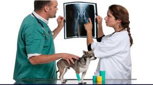 Algunos veterinarios se especializan, por ejemplo, en animales domésticos, ganado, caballos y animales de zoológico. Todo Lo Que Deberias Saber Si Quieres Estudiar Veterinaria Y Zootecnia Medvetsite