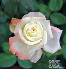 Le rose fiorite in autunno e come curarle - Cose di Casa