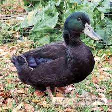 Black And White Domestic Duck Species The Cayuga Duck Is A Medium Sized Breed Of Domestic Duck With Black Feathers With A Green Sheen And Black Bulls They Origin In 2020 Cayuga Duck Breeds Day Old Chicks