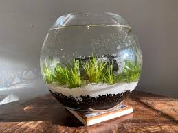 Shop wayfair for the best hanging fish bowl. Minimalist Aquascape Flower Bowl Aquascape Minimalist Aquascape