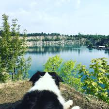 After Two Deaths In The Summer Of 2019 Zakrzowek Has Been Officially Closed As Well As Scuba D Border Collie Border Collie Pictures Dog Training Techniques