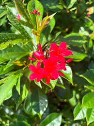 Image result for Jatropha seineri