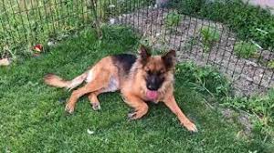 Bahçeniz köpek beslemek için uygun mu? Bahcede Kopek Bakimi Youtube