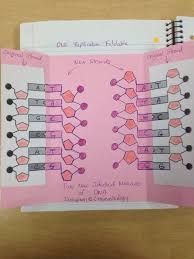 A sequence of dna specifying the sequence of amino acids of a particular protein involved in the expression of a trait. 65 Protein Synthesis Ideas In 2021 Teaching Biology Biology Classroom Biology Lessons