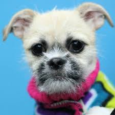 Read our bird room meditations for thoughts on finding or returning to christianity. Shichi Dog For Adoption In Estherville Ia Adn 779888 On Puppyfinder Com Gender Female Age Baby Dog Adoption Pets Kitten Adoption