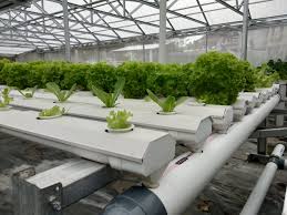 Yaitu tentunya semua air yang bersih yang. Menguntungkan Dan Berpeluang Besar Ini 7 Cara Memulai Bisnis Hidroponik Berita Pojok