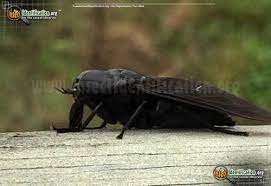 Black Horse Fly Tabanus Atratus