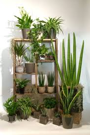 Pin On Plante D Interieur