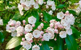 The nectar can induce vomiting, stomach pains and a runny nose. Planting And Caring For Mountain Laurel Calico Bush Mygarden Com