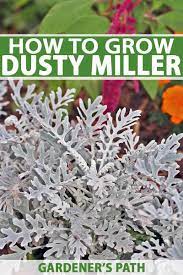 Charles bradley miller was a major league baseball outfielder. How To Grow Dusty Miller In The Garden Gardener S Path