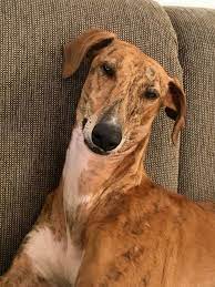 Kleinanzeigen zur vermittlung von windhund (hund) aus dem tierheim. 470 Windhunde Suchen Ein Zuhause Ideen Windhunde Windhund Hunde