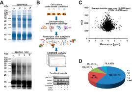 Get variety of products in reasonable prices from jinan hg machinery equipment co., ltd. Acetylome Profiling Reveals Extensive Lysine Acetylation Of The Fatty Acid Metabolism Pathway In The Diatom Phaeodactylum Tricornutum Molecular Cellular Proteomics