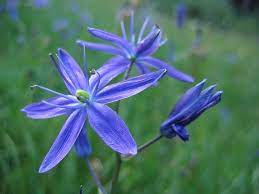 Edible Plants Of The Pacific Northwest Quiz Flash Cards Faded Blue Camas By Dawn Endico Via Flickr Edible Plants Plants Camas
