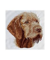 Image result for maďarský ohař drátosrstý