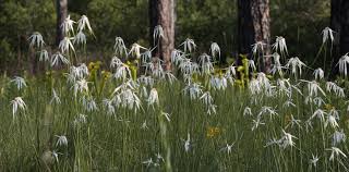 Image result for Rhynchospora gracillima