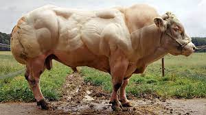 The truncated myostatin is unable to function in this capacity. Belgian Blue Cow Youtube