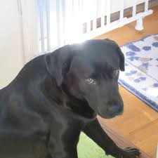 We will be waiting from 12 pm to 3 pm to greet you. Pet Adoption Network Home Facebook