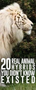 Animal Hybrids Are Mainly Seen In Movies And Fantasy Here Are Real Pictures We Ve Seen From The Wild Animals Beautiful Animals Weird Animals